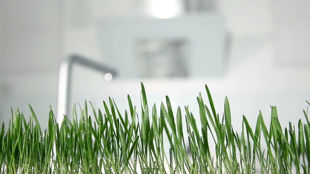 Close up of a grass blades in kitchen with a hood in the back