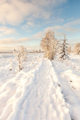 Hoge venen in snow