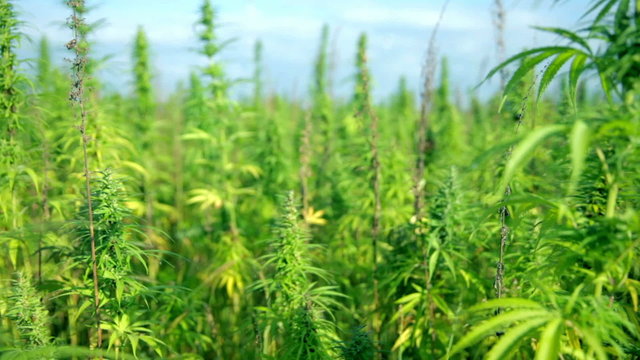 Stepping into cannabis field