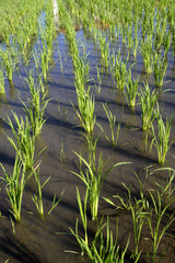 Rice Planting