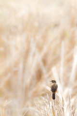 Pied Bushchat