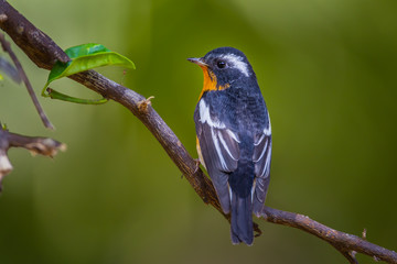 Back side of Mugimaki flycatcher (Ficedula mugimaki)