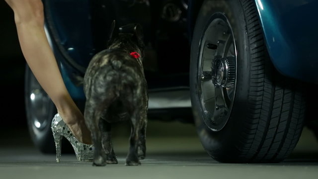 Woman and her dog walk to the blue car and open the door