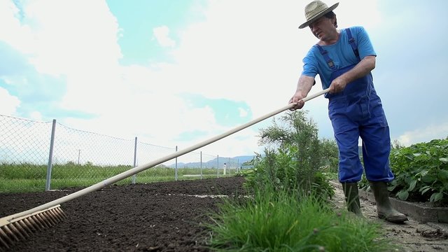Using rake to evenly distribute around the plowed garden
