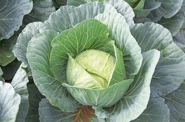 Single cabbage ready for harvesting