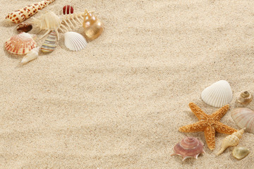 Starfish & Shells on Beach Sand