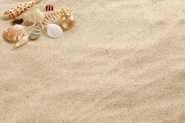Fototapeta na wymiar Shells on Beach Sand