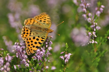 Dark green butterfly sitting on the heather in the forest.
