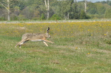 Naklejka na ściany i meble Hare running across the fields and meadows. Escape, hunter.