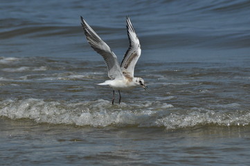 Seagull flying, searching for food over the waves. Baltic