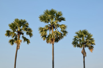 Sugar palm trees on sky background