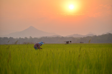 farmer on farm and sunlight background