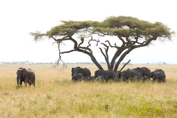 Fototapeta premium Herd of elephants under a wattle with male guarding