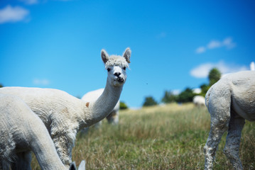Fototapeta premium Llamas in the pasture
