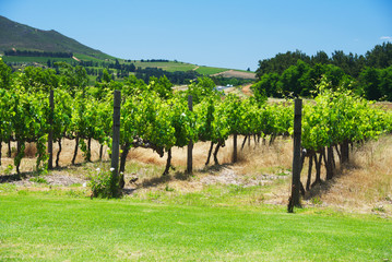 Fototapeta na wymiar South Africa vineyard valley landscape