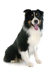 australian shepherd