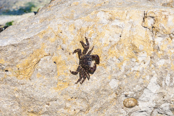 Little Crab on th rock