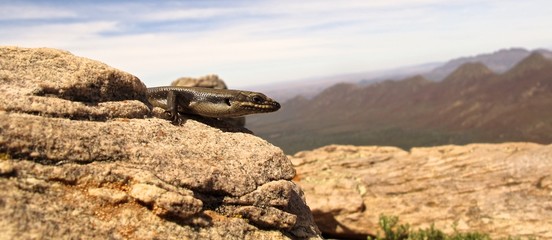 Lizard at Wilpena pound, Australia