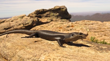Lizard at Wilpena pound, Australia