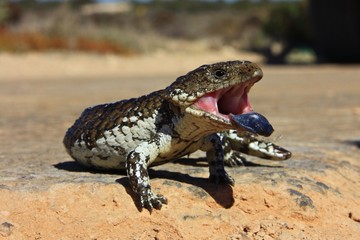 Blue-tongued skink, Australia