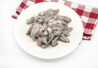  fresh squid