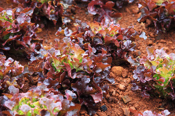 Fresh lettuce vegetable farm