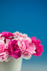 カーネーション