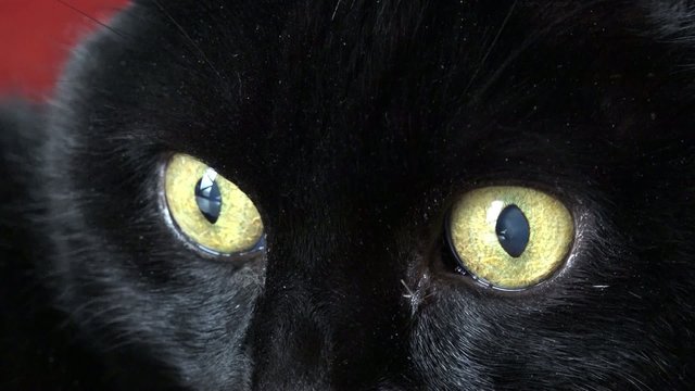 Katzenaugen