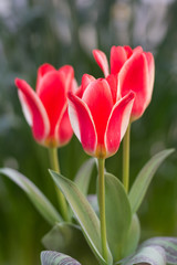 チューリップ
