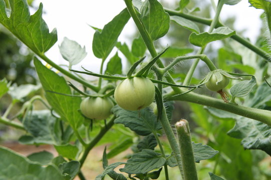 tomates verdes