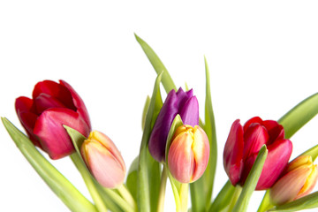 Obraz premium Freisteller Tulpen