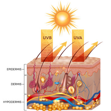 Protected skin with sunscreen lotion. UVA and UVB rays