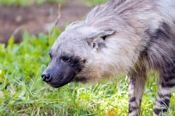 Hyena
