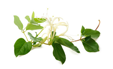honeysuckle