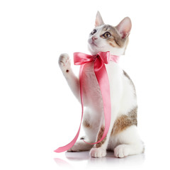 Kitten with a pink bow.