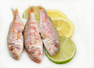 Fresh red mullet