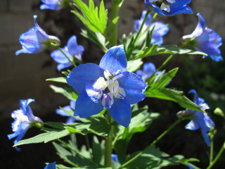 blue flowers