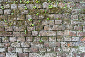 Background of a brick wall with moss and weeds