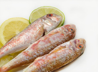 Fresh red mullet
