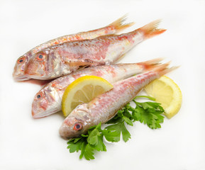 Fresh red mullet