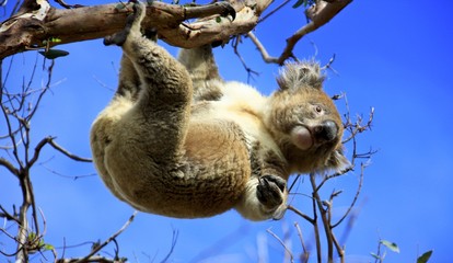 Koala hanging