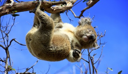 Koala hanging © WITTE-ART.com