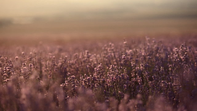 Blooming lavender field near mountains