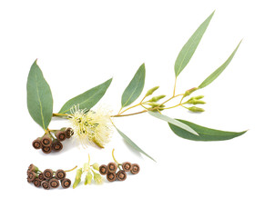eucalyptus branch