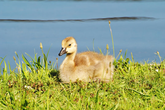 Baby Canadian Goosling Resting in the Grass