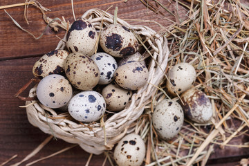Obraz premium quail eggs