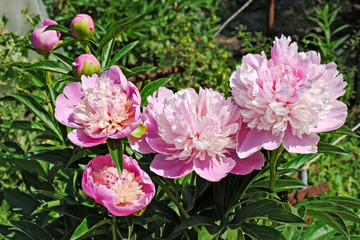 Flowers and buds of the rosy peony in garden