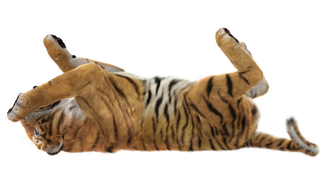 Playing Tiger
