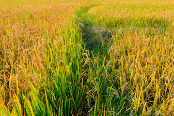 rice field