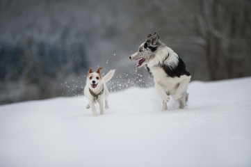 Hunde im Schnee